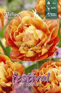 Tulips Valdivia 12/+ (x12x7)