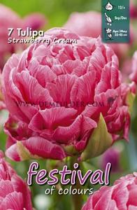 Tulips Strawberry Cream 12/+ (x12x7)