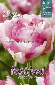 Tulips Double Shake 12/+ (x12x7)
