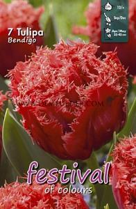 Tulips Bendigo 12/+ (x12x7)