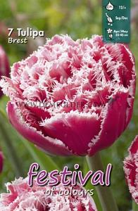 Tulips Brest 12/+ (x12x7)