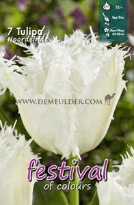 Tulips Noordeinde 12/+ (x12x7)