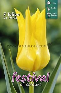 Tulips La Perla 12/+ (x12x7)