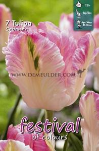 Tulips Cabanna 12/+ (x12x7)