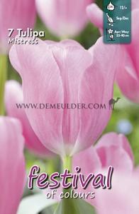 Tulips Mistress 12/+ (x12x7)