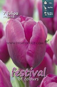 Tulips Negrita 12/+ (x12x7)