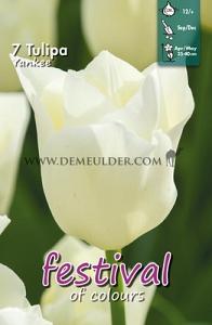 Tulips Yankee 12/+ (x12x7)