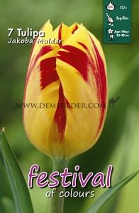 Tulips Jakoba Mulder 12/+ (x12x7)