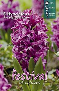 Hyacinths Purple Sensation 17/18 (x10x3)