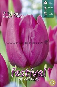 Tulips Purple Prince 12/+ (x12x7)