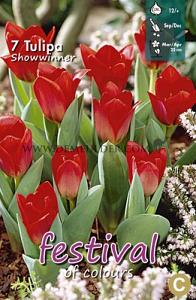 Tulips Showwinner 12/+ (x12x7)