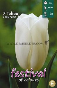 Tulips Maureen 12/+ (x12x7)