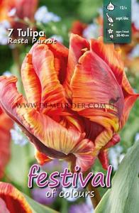 Tulips Rasta Parrot 12/+ (x12x7)