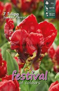 Tulips Seadov Parrot 12/+ (x12x7)