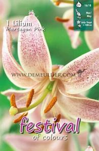Festival Winter Lilium Lilium Martagon I (x14x1)