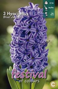 Hyacinths Blue Jacket 17/18 (x10x3)