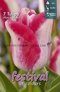 Tulips Mata Hari 12/+ (x12x7)
