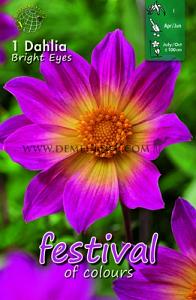Festival Winter Dahlia Single Flowered Dahlia Bright Eyes I (x14x1)