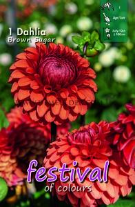 Festival Spring Dahlia Ball Dahlia Brown Sugar I (x14x1)