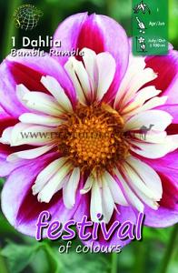 Festival Spring Dahlia Collerette Dahlia Bumble Rumble I (x14x1)