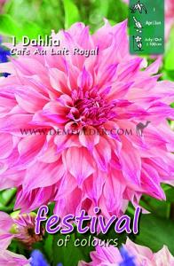 Festival Spring Dahlia Dinnerplate Dahlia Cafe Au Lait Royal I (x14x1)