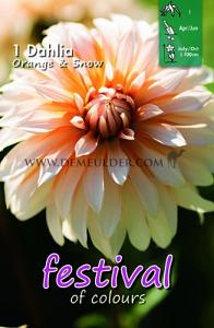 Festival Spring Dahlia Small Flowered Dahlia Orange & Snow I (x14x1)
