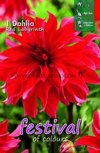 Festival Winter Dahlia Large Flowered Dahlia Red Labyrinth I (x14x1)