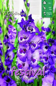 Festival Spring Gladiolus Large Flowered Gladiolus Vista 14/+ (x10x7)