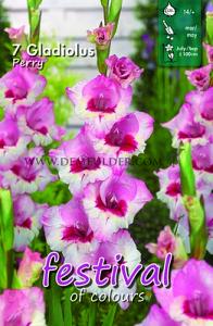 Festival Winter Gladiolus Large Flowered Gladiolus Perry 14/+ (x10x7)