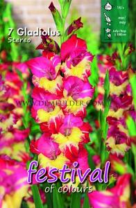 Festival Spring Gladiolus Large Flowered Gladiolus Stereo 14/+ (x10x7)