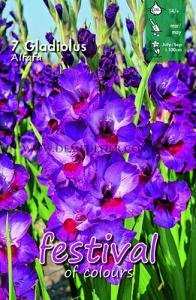 Festival Spring Gladiolus Large Flowered Gladiolus Alfafa 14/+ (x10x7)