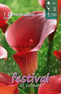 Festival Spring Zantedeschia Zantedeschia Red 18/+ (x14x1)