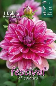 Festival Winter Dahlia Small Flowered Dahlia Hemisphere I (x14x1)
