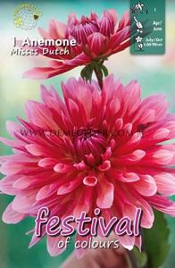 Festival Spring Dahlia Cactus Of Semicactus Dahlia Misses Dutch I (x14x1)
