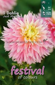 Festival Spring Dahlia Cactus Of Semicactus Dahlia Just Married I (x14x1)