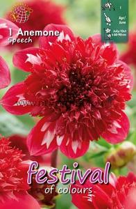 Festival Spring Dahlia Anemone Flowered Dahlia Speech I (x14x1)