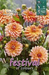 Festival Spring Dahlia Dwarf Dahlia Peaches & Vanilla  I (x14x1)