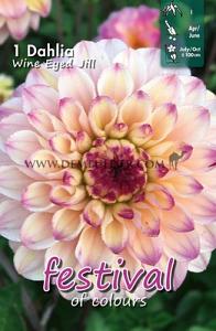 Festival Spring Dahlia Ball Dahlia Wine Eyed Jill I (x14x1)