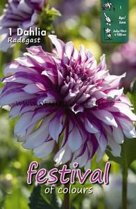 Festival Spring Dahlia Large Flowered Dahlia Radegast I (x14x1)