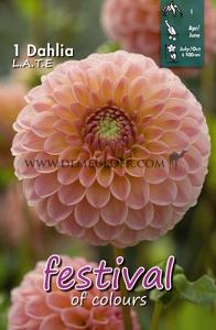 Festival Winter Dahlia Ball Dahlia L.A.T.E. I (x14x1)
