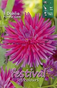 Festival Spring Dahlia Cactus Of Semicactus Dahlia Purple Gem I (x14x1)