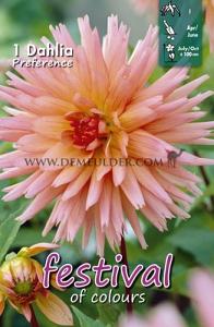 Festival Spring Dahlia Cactus Of Semicactus Dahlia Preference I (x14x1)