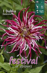 Festival Spring Dahlia Cactus Of Semicactus Dahlia Samourai I (x14x1)