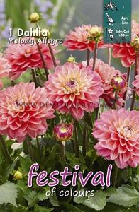 Festival Spring Dahlia Dwarf Dahlia Melody Allegro I (x14x1)