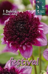 Festival Spring Dahlia Anemone Flowered Dahlia Misses Amy I (x14x1)