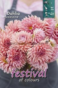 Festival Spring Dahlia Cactus Of Semicactus Dahlia Madeleine I (x14x1)