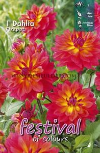 Festival Spring Dahlia Dwarf Dahlia Firepot I (x14x1)