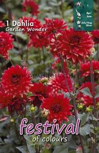Festival Spring Dahlia Dwarf Dahlia Garden Wonder I (x14x1)