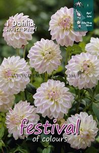 Festival Spring Dahlia Dwarf Dahlia White Pearl (Wittem) I (x14x1)