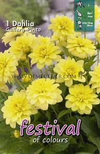 Festival Spring Dahlia Dwarf Dahlia Gallery Pinto I (x14x1)